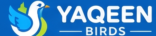 YAQEEN BIRDS